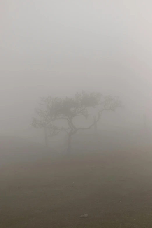 a lone tree in the middle of a foggy field, by Peter Churcher, unsplash contest winner, tonalism, hiroshi sugimoto, scary pines, ignant, pareidolia