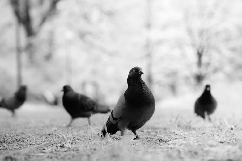 a flock of pigeons standing on top of a grass covered field, a black and white photo, by Jan Rustem, pexels contest winner, realism, walking at the park, trio, fat bird, sitting on the ground