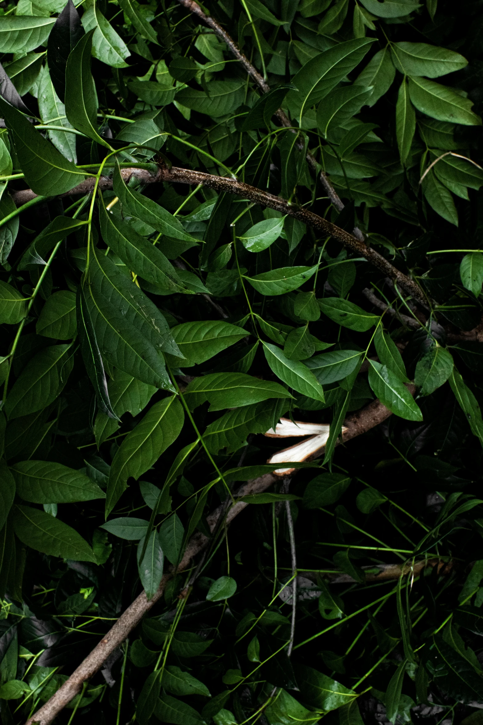 a white bird sitting on top of a tree branch, an album cover, by Elsa Bleda, hurufiyya, vines along the jungle floor, close-up from above, trap made of leaves, high - resolution photograph