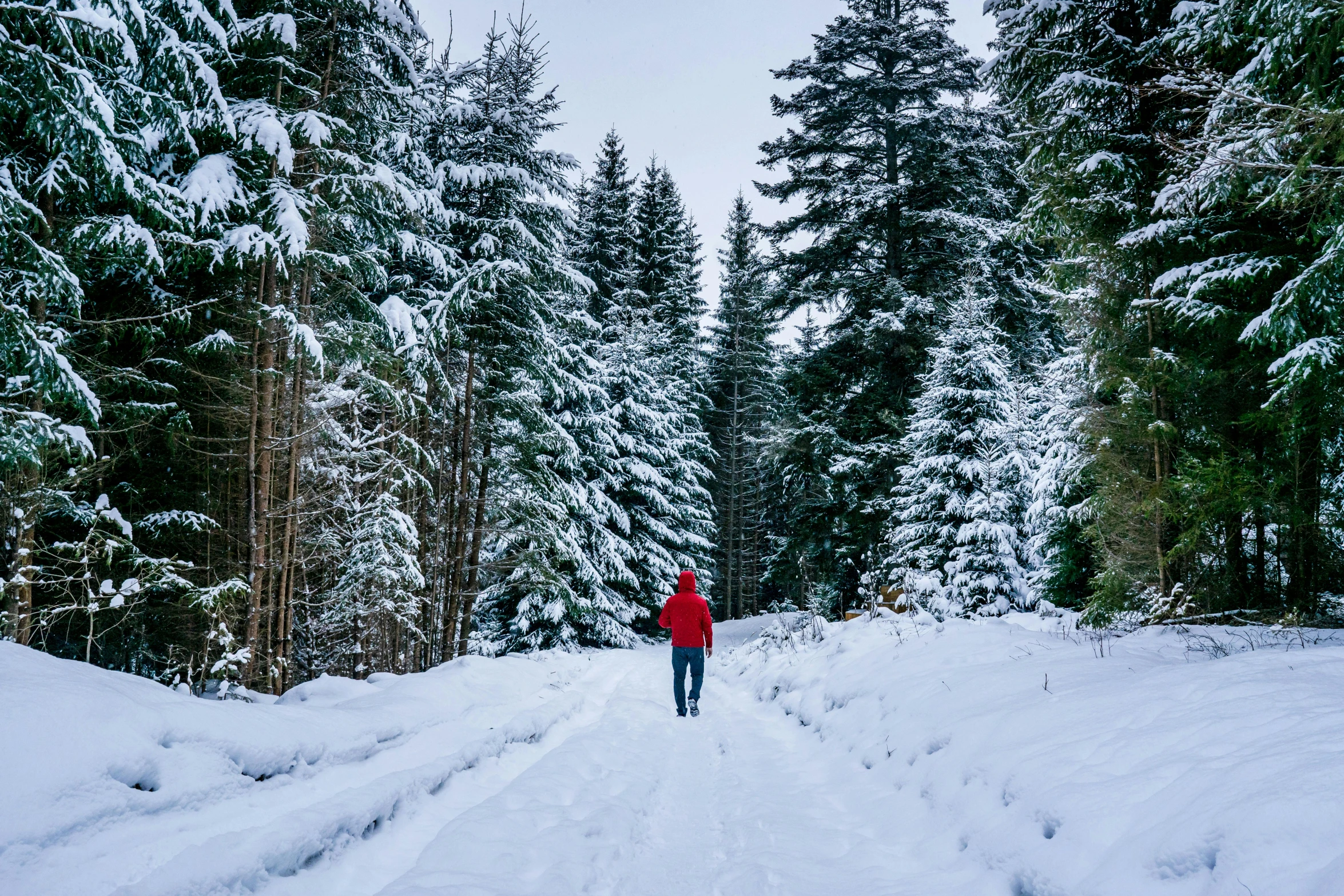 a person standing in the middle of a snow covered forest, vacation photo, conde nast traveler photo, avatar image