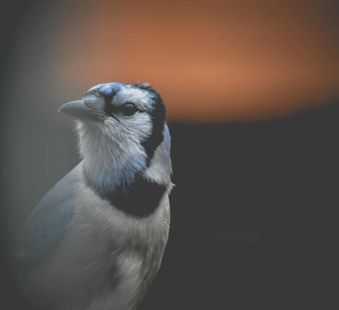 a close up of a bird with a blurry background, inspired by Melchior d'Hondecoeter, pexels contest winner, silver and blue colors, underexposed grey, portrait of a big, pixar portrait 8 k photo