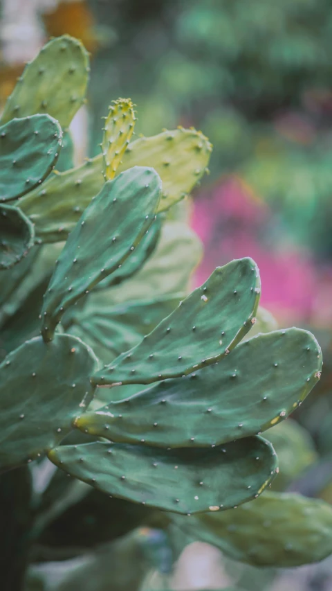 a close up of a cactus plant with green leaves, by Carey Morris, pexels, kodak ektochrome film, multicoloured, loosely cropped, shot on sony a 7