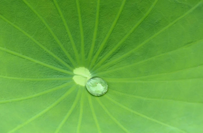 a drop of water sitting on top of a leaf, manicured solarpunk greenery, green lily pads, ignant, jaya su berg