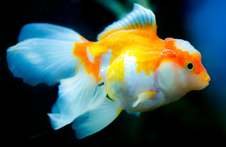 a close up of a fish in a tank, trending on unsplash, orange and white, golden fish in water exoskeleton, blue and white and gold, fan favorite