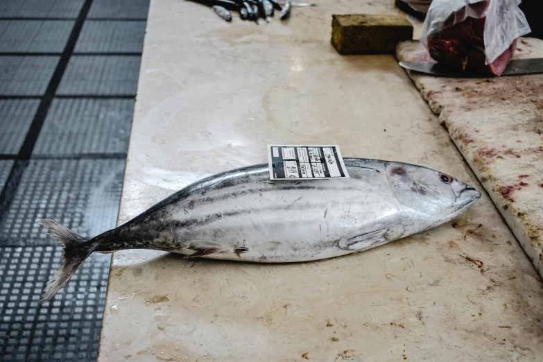 a dead fish sitting on top of a counter, by Yasushi Sugiyama, unsplash, mingei, very detailed labeling, where a large, rectangular, with a whitish