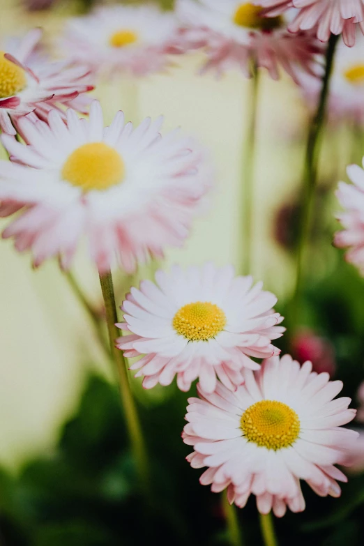 a bunch of pink flowers with yellow centers, a picture, by Jan Tengnagel, unsplash, medium format. soft light, daysies, white, gardening