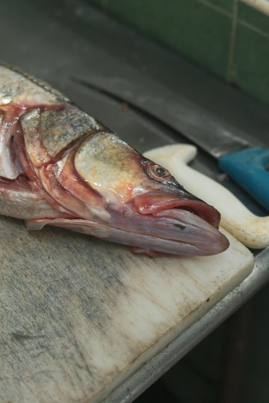 a fish sitting on top of a cutting board, facing the camera, up-close, large mouth, red skinned