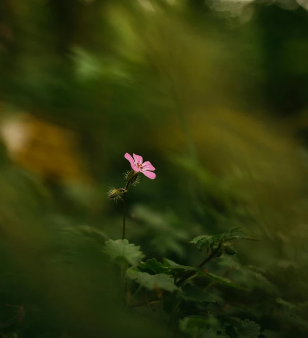 a single pink flower sitting on top of a lush green field, by Sebastian Spreng, unsplash, renaissance, in a dark forest, blur focus, ignant, macro photography 8k