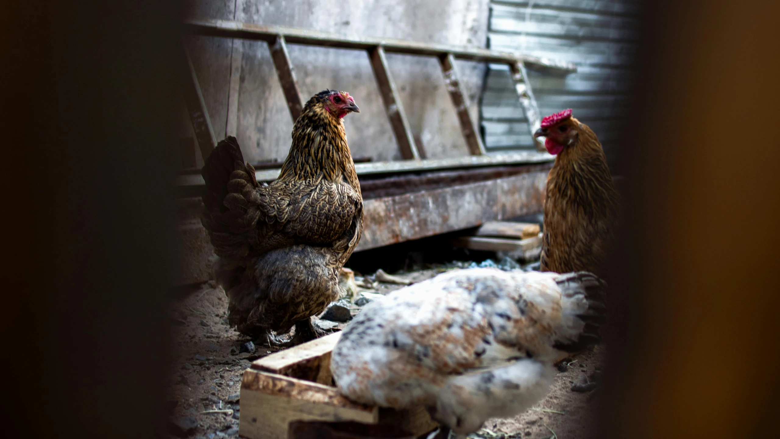 a couple of chickens standing next to each other, a portrait, unsplash, in an abandoned barn, realistic »