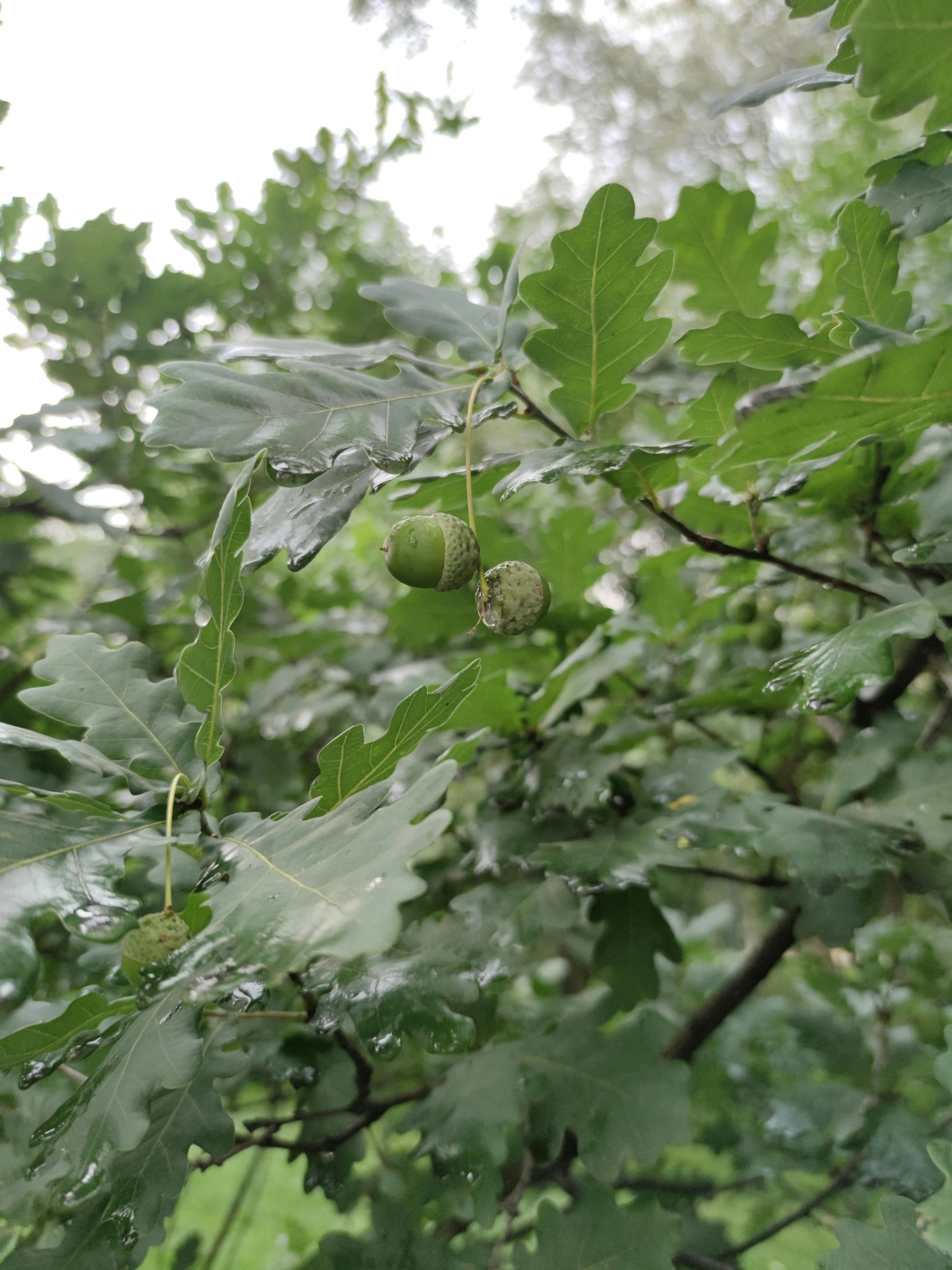 a close up of leaves and fruits on a tree, oak trees, in the rain, on display, puffballs