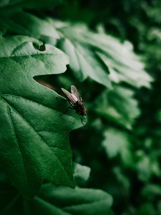 a close up of a leaf with a fly on it, pexels contest winner, hurufiyya, dark green color scheme, [ cinematic, lo fi, multiple stories