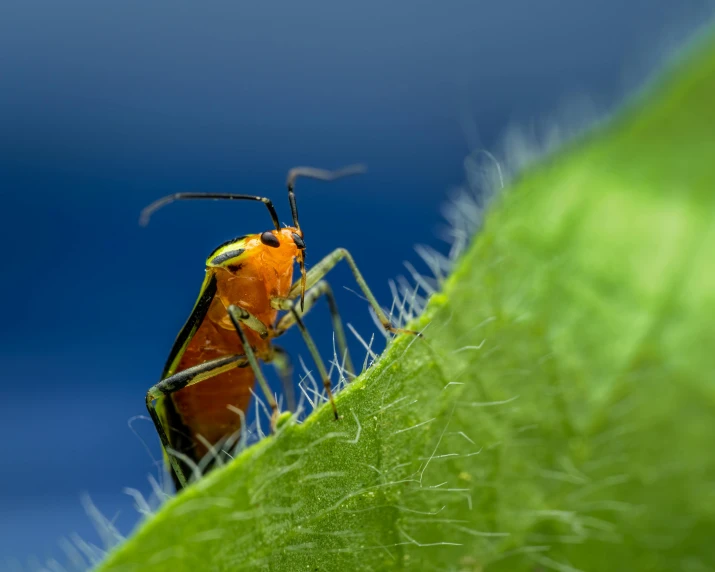 a bug sitting on top of a green leaf, a macro photograph, by Adam Marczyński, pexels contest winner, orange and green power, avatar image, full body extreme closeup, macro photography 8k