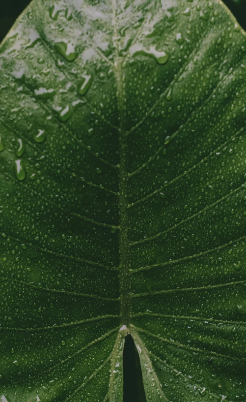 a close up of a leaf with water droplets on it, unsplash, atlas tree leaf texture map, promo image, magnolia big leaves and stems, high-resolution photo