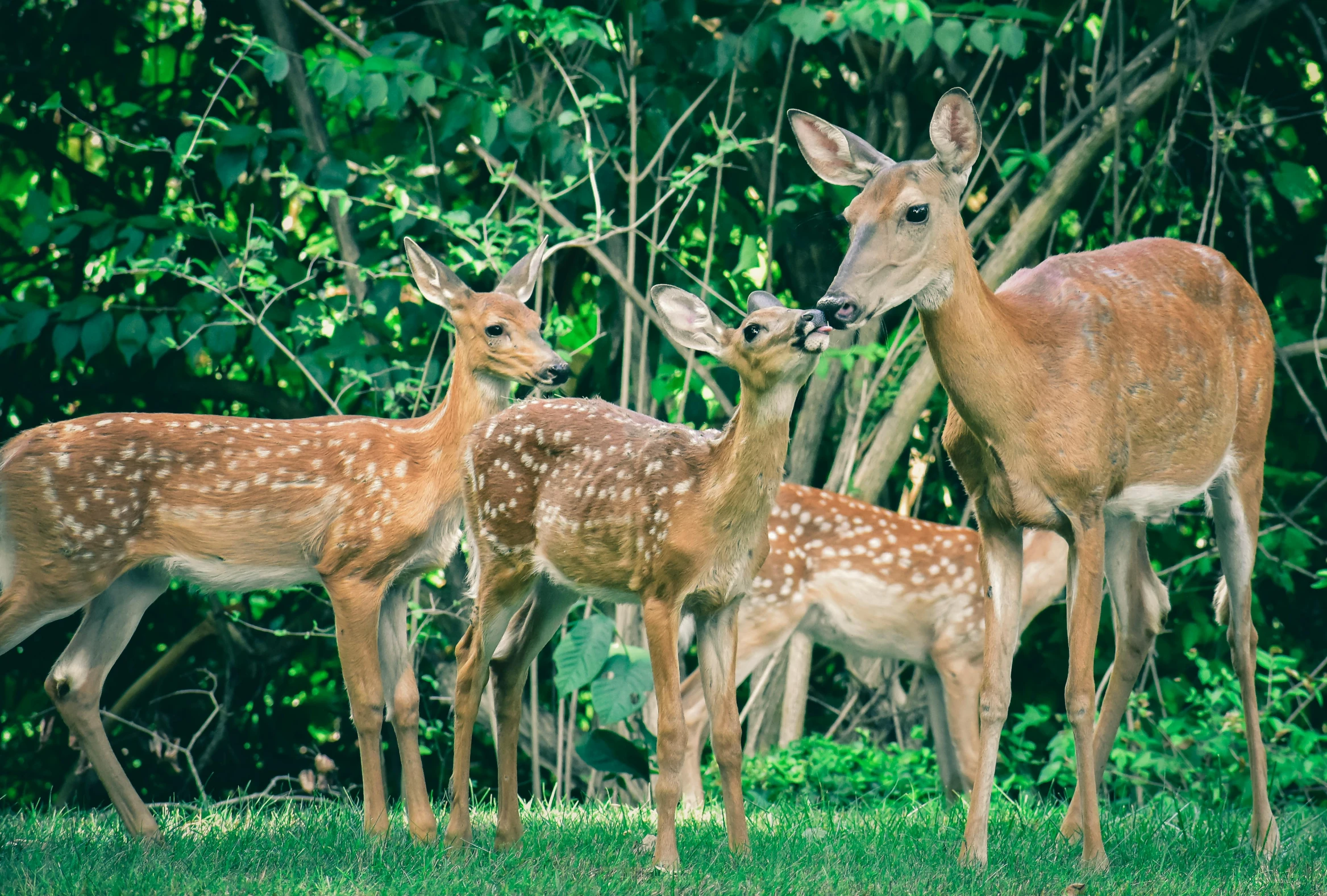 a herd of deer standing on top of a lush green field, by Pamela Drew, pexels contest winner, renaissance, three animals, in a suburban backyard, vintage photo, young female