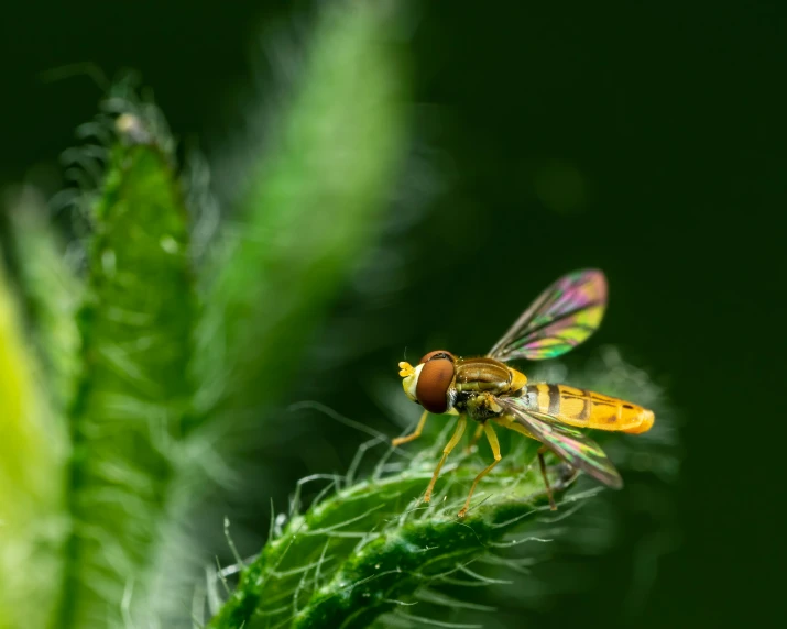 a close up of a fly on a plant, a macro photograph, pexels contest winner, hurufiyya, avatar image, green and yellow, drone photograph, small elongated planes