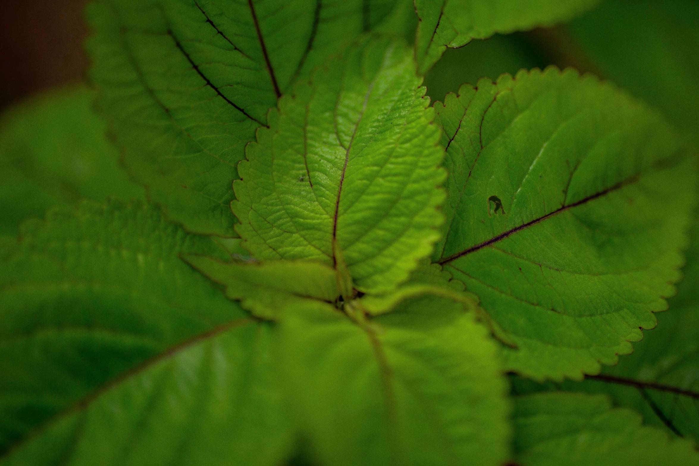 a close up of a plant with green leaves, by Jan Rustem, unsplash, hurufiyya, raspberry, medium format. soft light, large leaves, high details photo