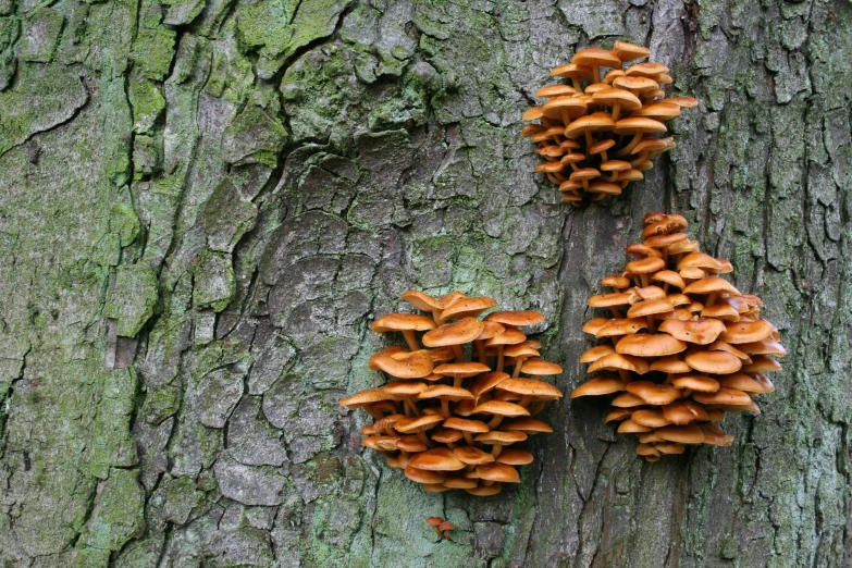 a group of mushrooms growing on the bark of a tree, by Jesper Knudsen, pexels, renaissance, cone shaped, hives, favolaschia - calocera, 3 4 5 3 1