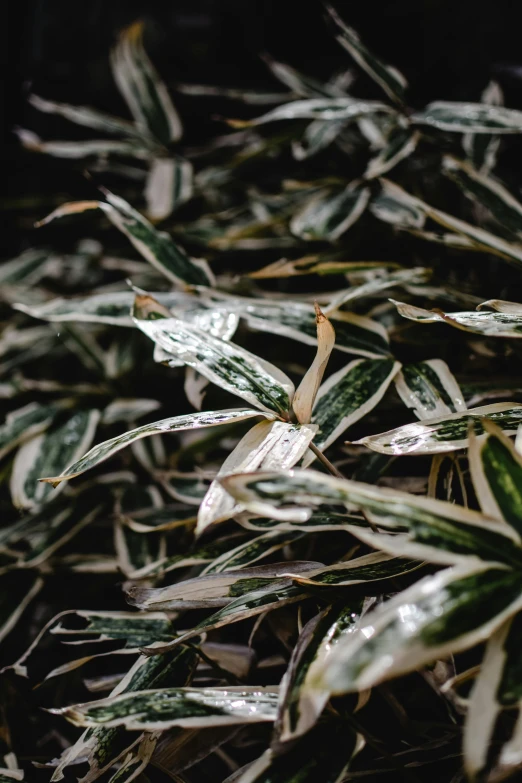 a close up of a plant with white and green leaves, an album cover, inspired by Elsa Bleda, trending on unsplash, shiny silver, jungle camo, in rows, after rain