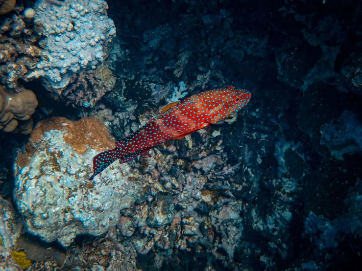 a fish that is sitting on some rocks, pexels contest winner, hurufiyya, red narrow lava rivers, elegant coral sea bottom, spotted, deep colour