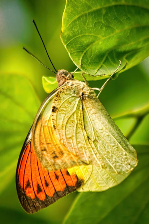 a butterfly that is sitting on a leaf, vibrant orange, perched in a tree, glazed, upclose