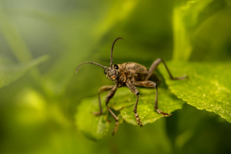 a bug that is sitting on a leaf, by Matthias Weischer, pexels contest winner, large horned tail, grey, high quality photo, mixed art