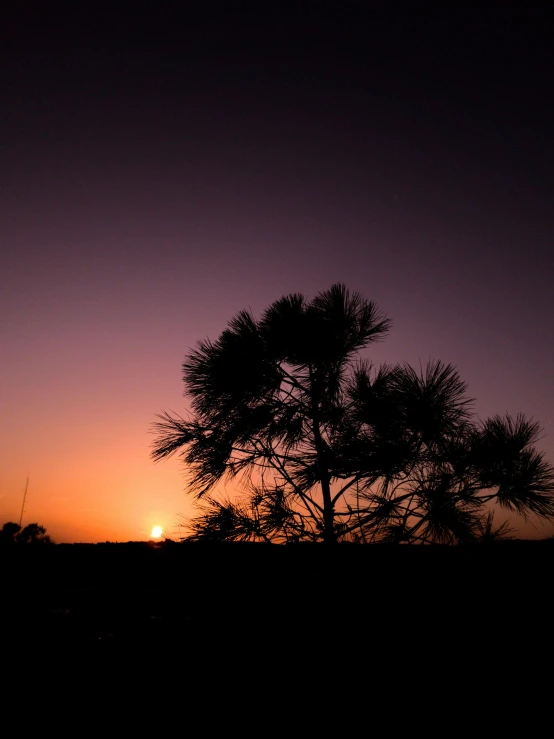 a silhouette of a tree with the sun setting in the background, a portrait, by Joe Stefanelli, unsplash, pine tree, panorama, it's night time, shot on sony alpha dslr-a300