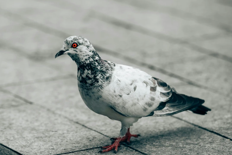 a close up of a pigeon on the ground, an album cover, pexels contest winner, unsplash 4k, silver eyes full body, 🦩🪐🐞👩🏻🦳, highly ornamental