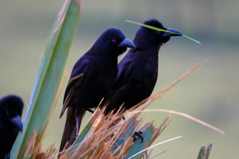 two black birds sitting on top of a palm tree, by Peter Churcher, pexels contest winner, hurufiyya, purple, a handsome, te pae, fishing