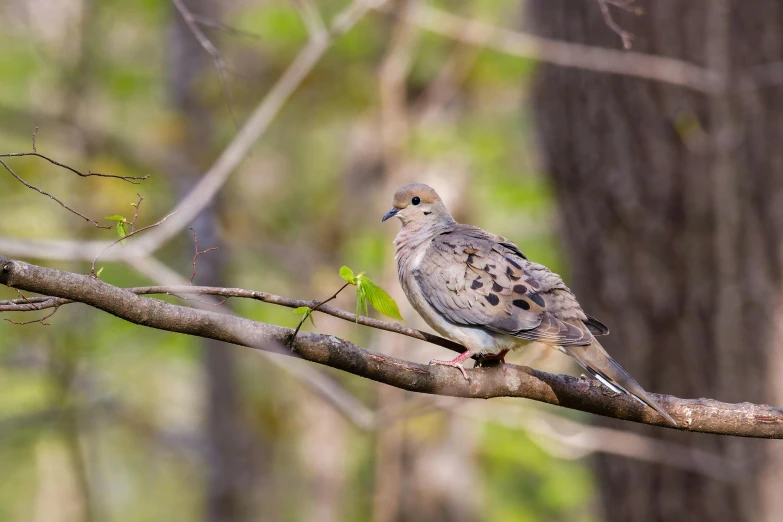 a bird sitting on top of a tree branch, a portrait, by David Budd, unsplash, renaissance, dove, brown, william penn state forest, no cropping