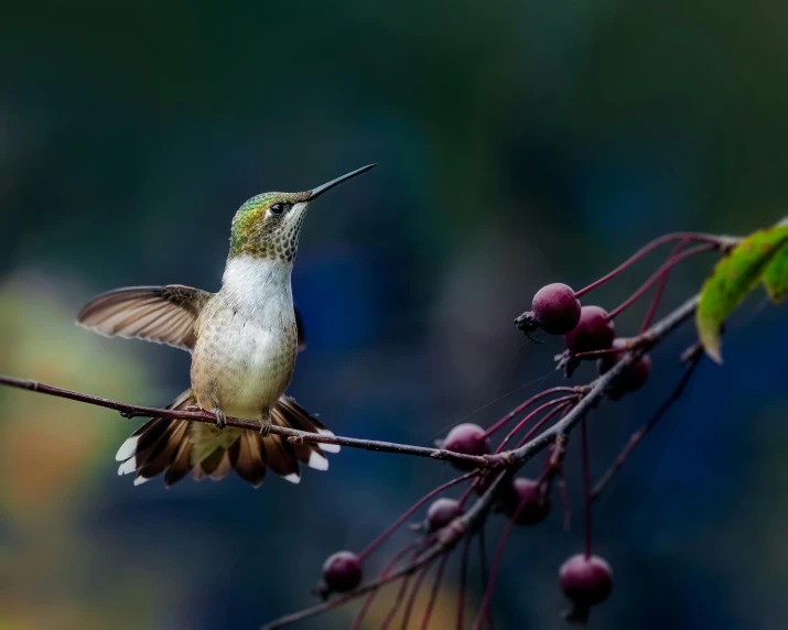 a hummingbird sitting on top of a tree branch, by Sudip Roy, pexels contest winner, art photography, fruit and feathers, 4k serene, female floating, portrait of a small