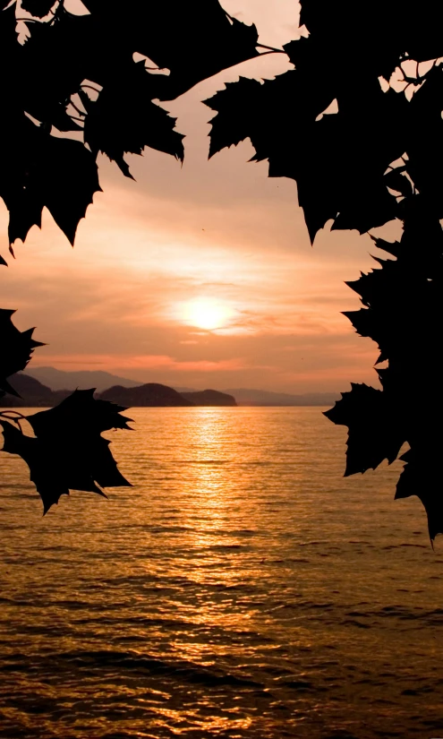 the sun is setting over a body of water, a picture, inspired by Andrea Mantegna, romanticism, golden leaves at frame border, ivy vines, looking out over the sea, perfect photo