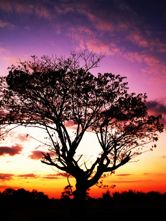 a tree is silhouetted against a sunset sky, an album cover, by Sudip Roy, unsplash, sunset lighting 8k, panorama, violet sky, today\'s featured photograph 4k