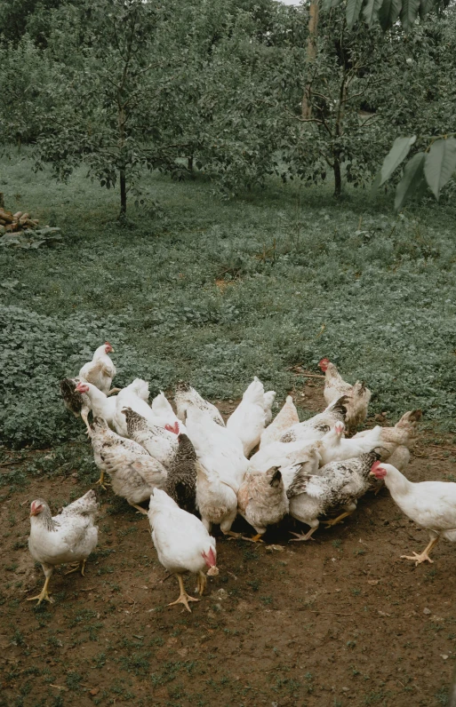 a bunch of chickens that are standing in the dirt, unsplash, renaissance, laying under a tree on a farm, gif, drone photo, background image