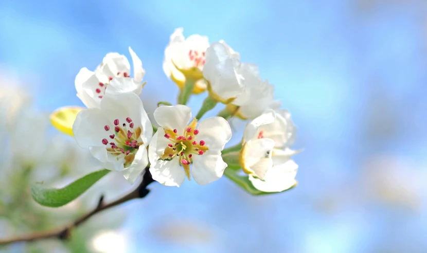 a close up of a flower on a tree, pexels, pear, background image, blue sky, slide show