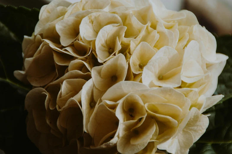 a close up of a bunch of flowers, beige and dark atmosphere, fan favorite, hydrangea, commercially ready