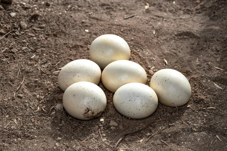 a pile of eggs sitting on top of a dirt ground, hurufiyya, white eclipse, very award - winning, large eddies, white finish