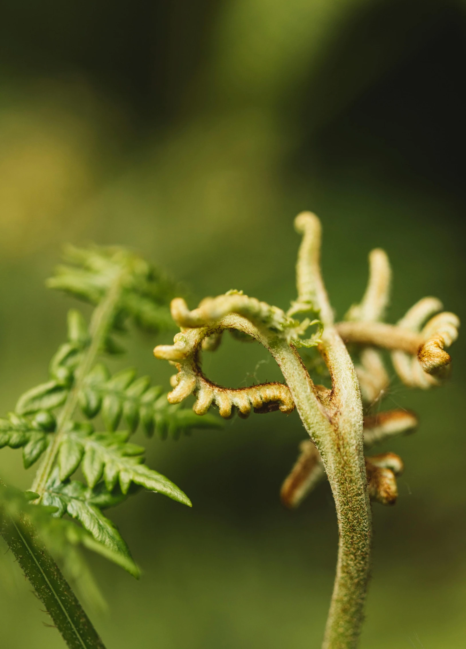 a close up of a plant with green leaves, a macro photograph, unsplash, hurufiyya, flame ferns, weta workshop, contorted, flowering buds