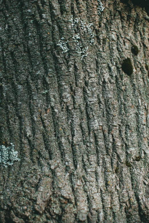 a close up of a tree trunk with moss growing on it, an album cover, trending on pexels, hurufiyya, ((trees)), grey, atlas texture map mecascans, elm tree