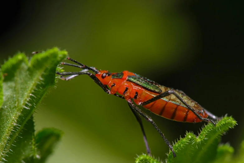 a red bug sitting on top of a green leaf, a macro photograph, by Adam Marczyński, pexels contest winner, hurufiyya, side profile view, long antennae, avatar image