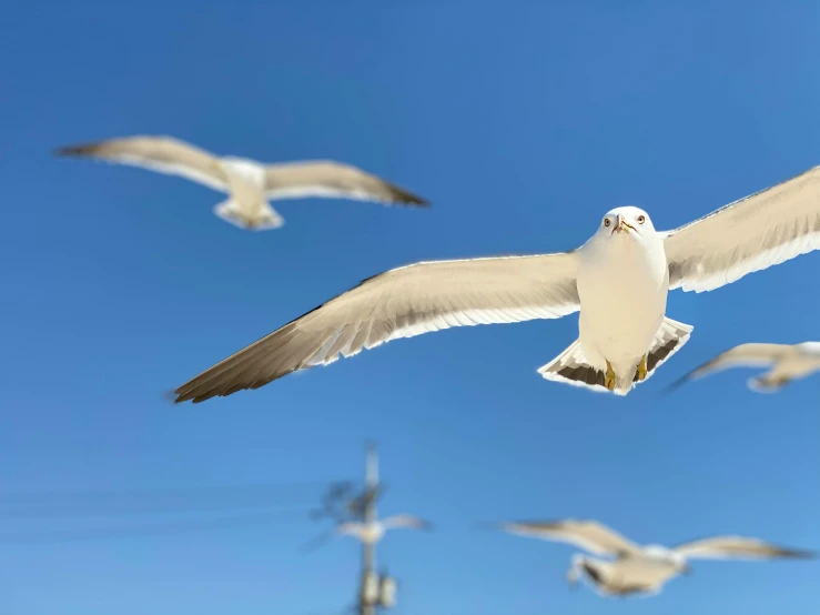 a flock of seagulls flying through a blue sky, pexels contest winner, arabesque, graceful face, new jersey, 2022 photograph, ready to eat