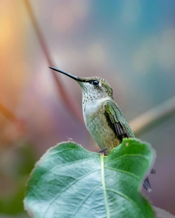 a hummingbird sitting on top of a green leaf, pexels contest winner, lgbtq, highly rendered, portrait of small, landscape photo