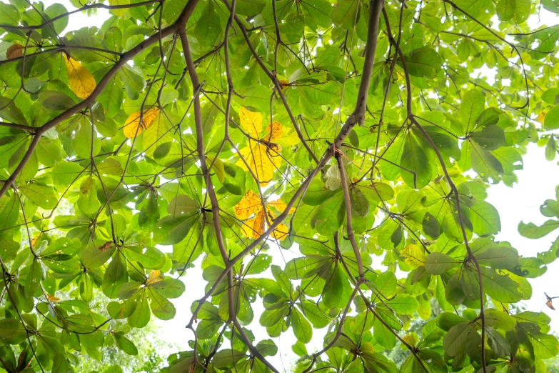 a bird sitting on top of a tree branch, vibrant colorful green leaves, as seen from the canopy, looking at the ceiling, shades of yellow