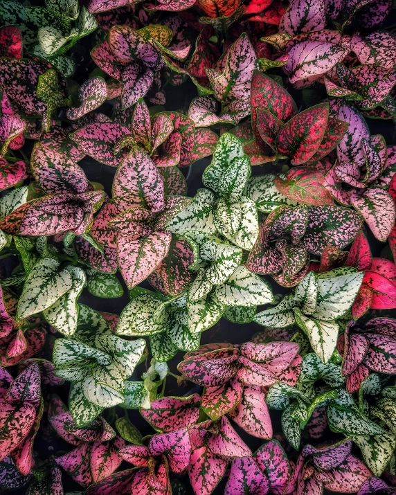 a close up of a bunch of leaves, an album cover, inspired by Jacopo Bassano, trending on pexels, multi colour, small plants, 8k octan photo, color ( sony a 7 r iv
