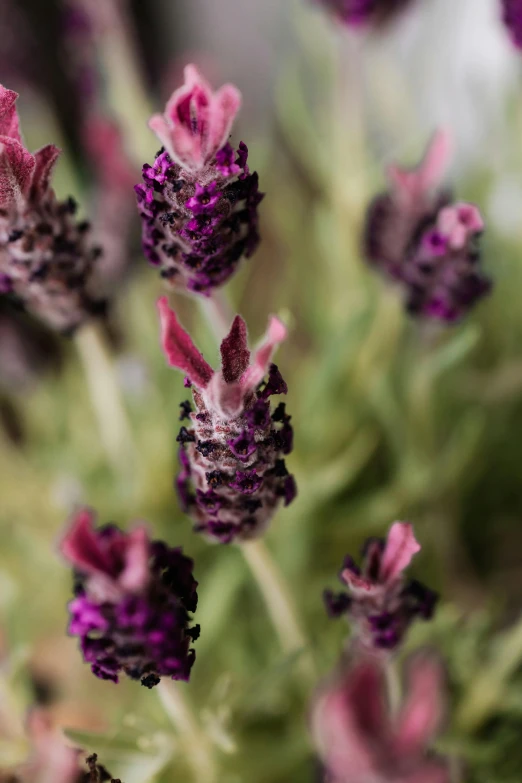 a close up of a bunch of purple flowers, a macro photograph, trending on pexels, renaissance, made of glazed, herb, wine, lavender