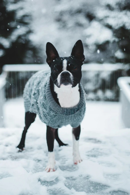 a black and white dog wearing a sweater in the snow, pexels contest winner, bauhaus, various colors, made of wool, grey ears, tuxedo