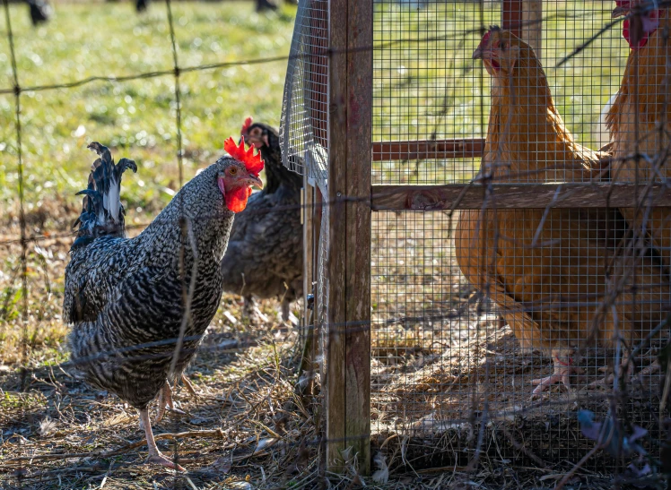 a group of chickens standing on top of a grass covered field, profile image