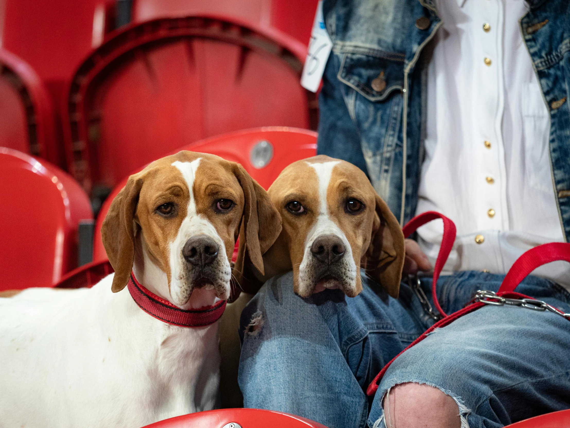 two dogs sitting next to each other in a stadium, inspired by Elke Vogelsang, trending on unsplash, wearing jeans, red and white, concert, cute beagle