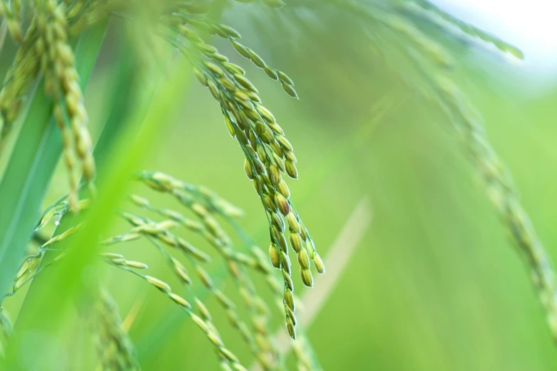 a close up of some grass in a field, by Jan Rustem, unsplash, hurufiyya, rice, shot on sony a 7, light green, buds