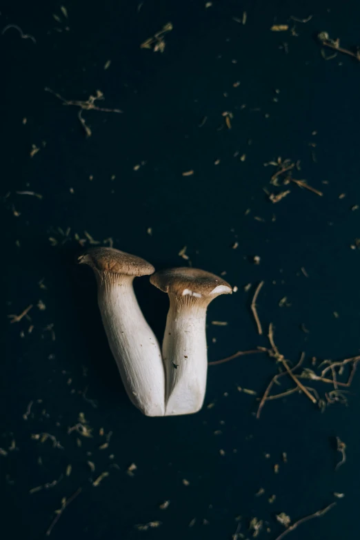 a couple of mushrooms sitting on top of a table, inspired by Elsa Bleda, unsplash contest winner, renaissance, sprawled out, ignant, small horns, [bioluminescense