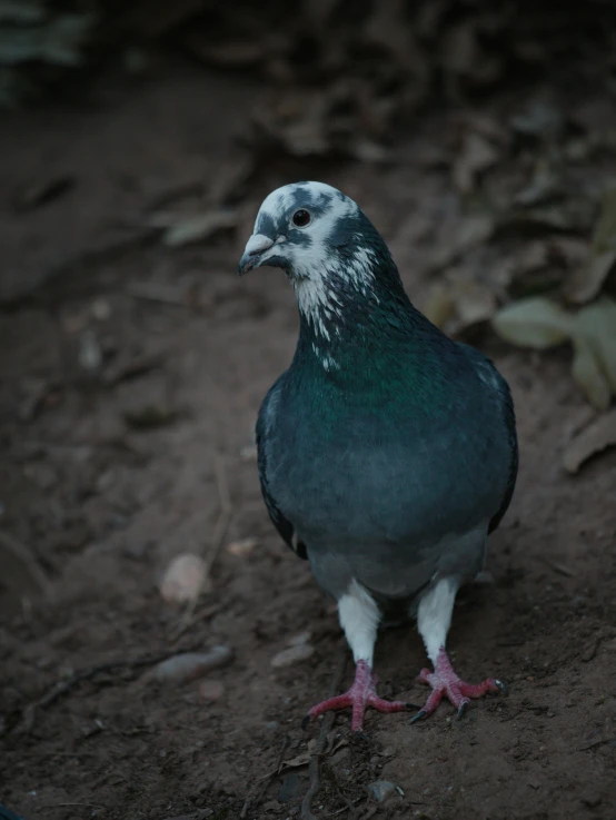 a pigeon that is standing in the dirt, profile image